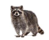 ROCKY Raccoon