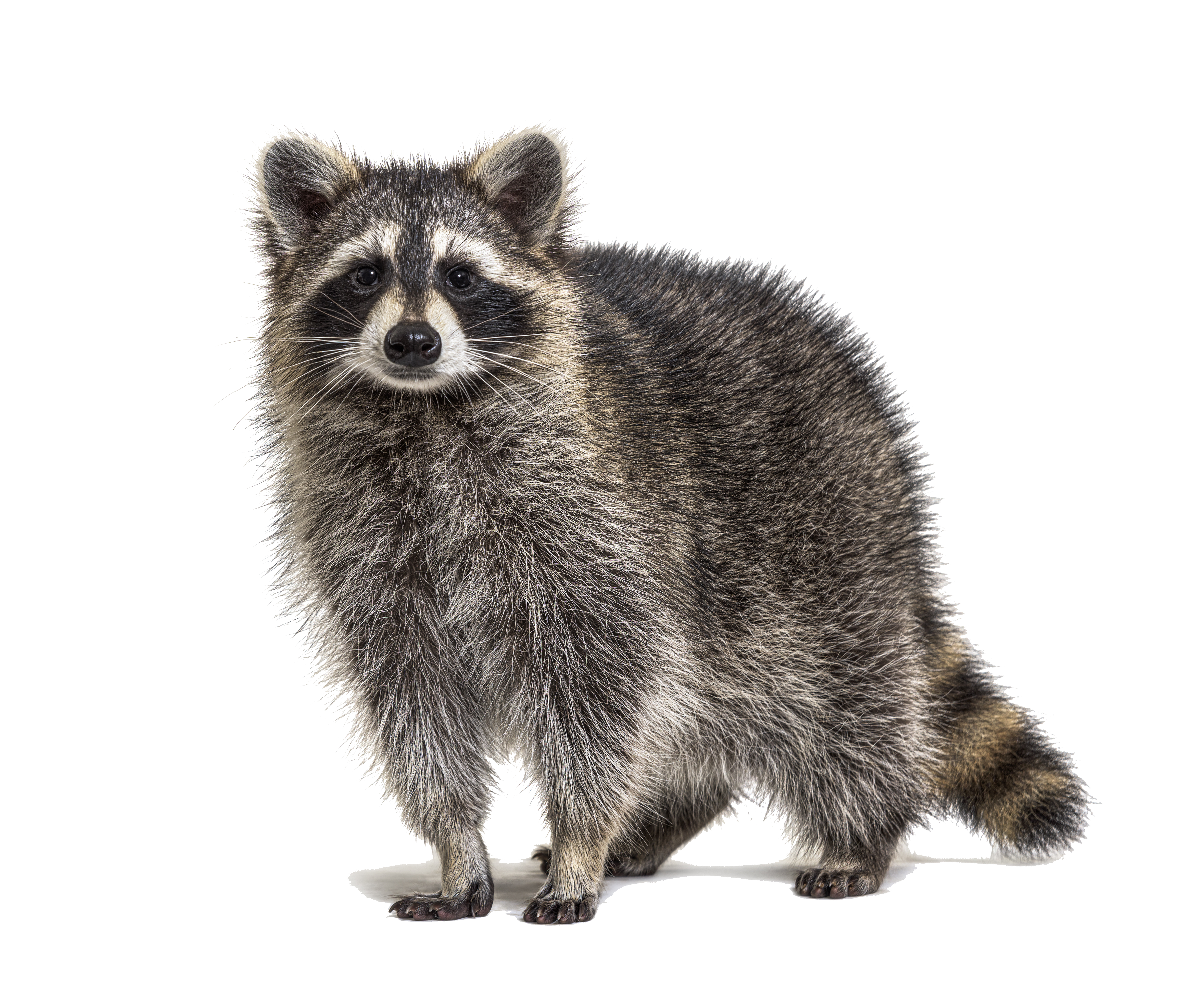 ROCKY Raccoon