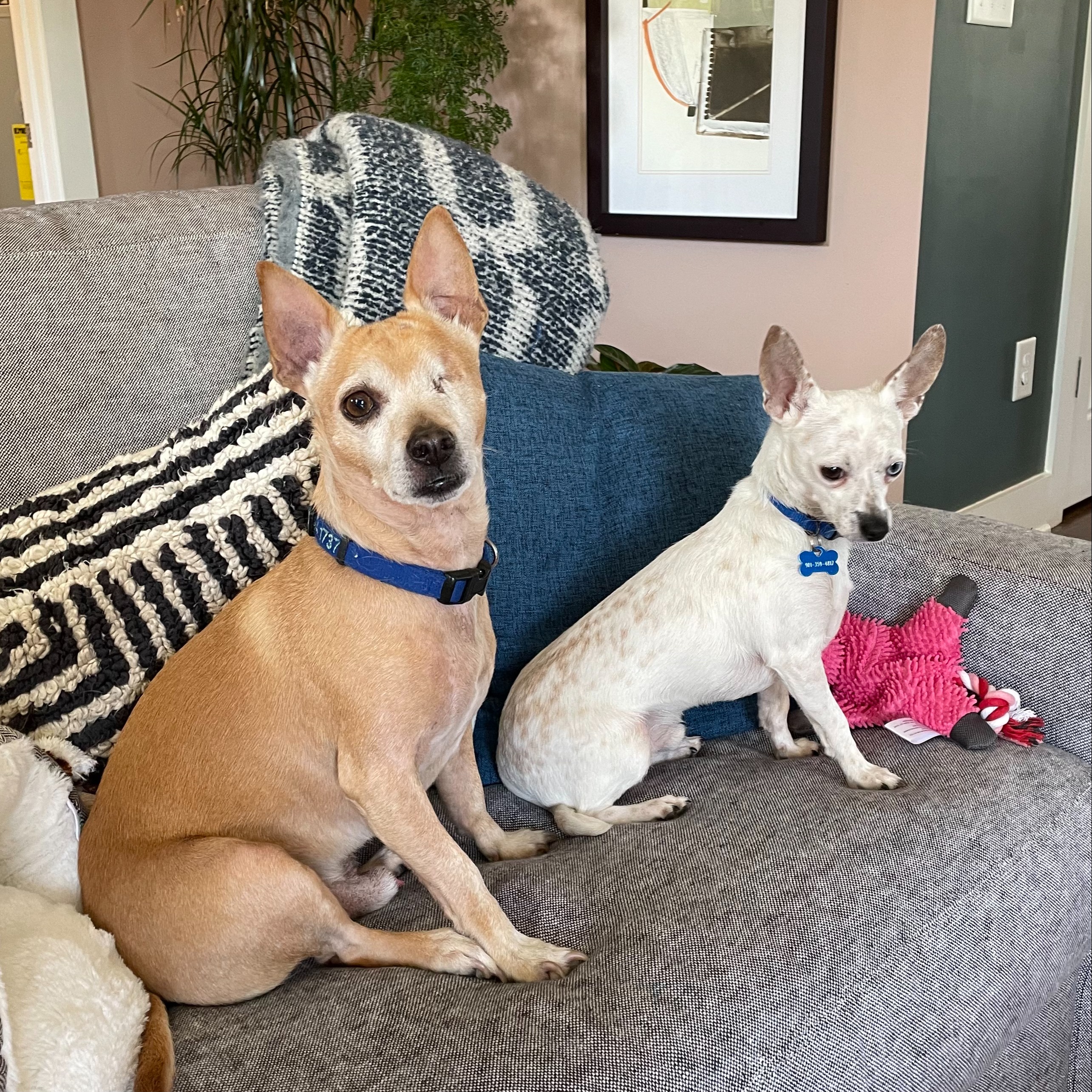 Paco & Freckles